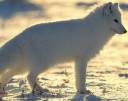 arcticfox.jpg