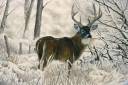 Hunter's Pride Deer.jpg