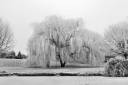 Frostbaring Willow.jpg