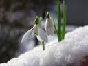 10-winter-plants-4.jpg
