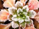10-winter-plants-1.jpg