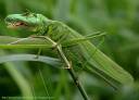 Fang Locust.jpg