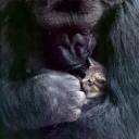 Quorah, Caiyha's Comfort.jpg