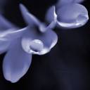 anna earwen - holding gently.jpg
