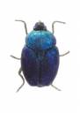 blue-scarab-beetle-ornament_XN1260-SZBL_View_View.jpg