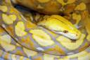 snake1.jpg