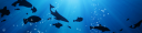 sig.png