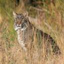 bobcat.jpeg