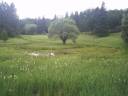 Mysterious_Meadow_by_Delugeonal.jpg