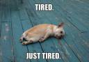 dogtired.jpg