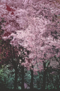 cherry tree.png