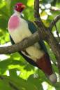 chakamabird-1.jpeg