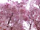JapaneseCherryBlossoms.jpeg