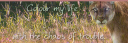 Renalee bottom.png