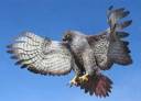 red_tailed_hawk_01.jpeg