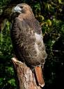 red_tailed_hawk_02.jpg