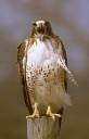 red_tailed_hawk_03.jpg