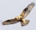 rough_legged_hawk+_03.jpeg