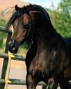 Arabianhorse2.jpg