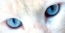 Powerful_eyes_by_M_Vasiley.jpg