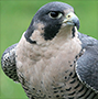 Falconry.png