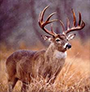 hunting.png