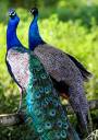 Peafowl-male-female.jpg