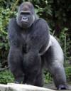 gorilla-166.jpg