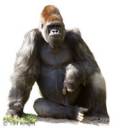 gorilla_pete_0023tfk-1.jpg