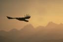 bald-eagle-in-flight_2893.jpeg