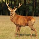 deer.jpg