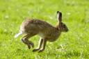 rabbit.jpg
