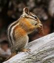chipmunk.jpg