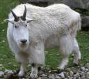 hillgoat.jpg