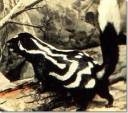 spottedskunk.jpg