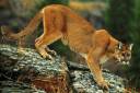 cougar.jpg