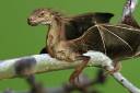 mutated lizard.jpg