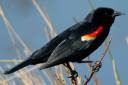 red-winged-blackbird.jpeg