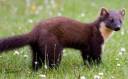 marten.jpg