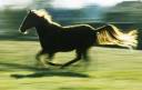 running-horse-backlit-steve-somerville.jpg