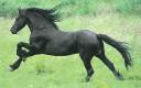 tycanhorse.jpg