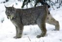 lynx.jpg