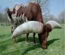 bullwithgianthorn.jpg