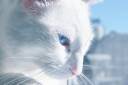 white_cat_by_sventine-d2niyd7.jpg