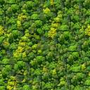 forestbackground.jpg