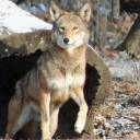 red_wolf_science_museum.jpg