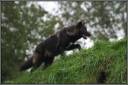 The_Black_Wolf_by_CoupeKid.jpg