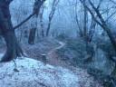 rsz_winter_forest_near_erzhausen_ii.jpg