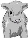 baby woolly.jpg
