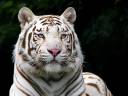 white tiger.jpg